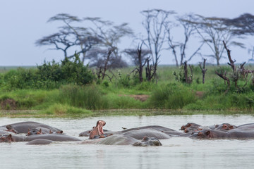 baby hippopotamus yawn in hippo pool Serengeti grasslands Tanzania group of hippos sleeping in water