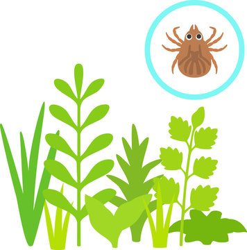 66 最適な マダニ 画像 ストック写真 ベクター Adobe Stock