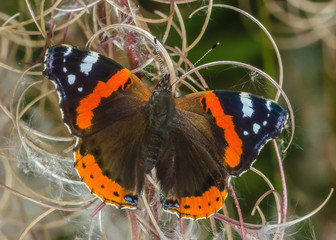 Vanessa atalanta L.