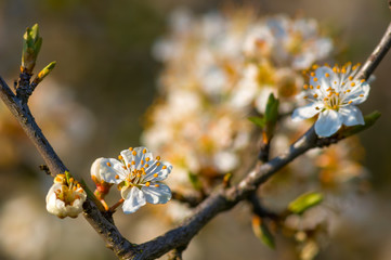 Fresh fruit blossom bud in the spring season