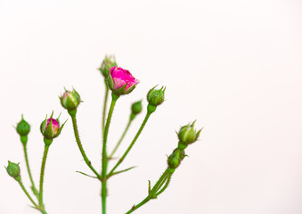 closeup pink rose bud Isolated on white background