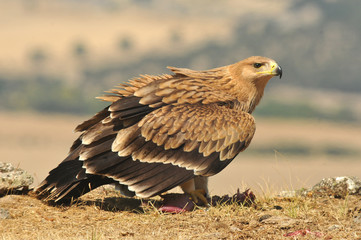 aguila imperial en la sierra abulense