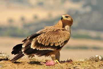 aguila imperial en la sierra abulense