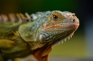 close up of a iguana