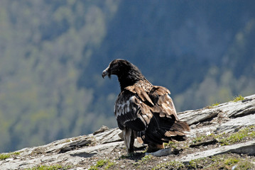 Quebrantahuesos en el pirineo aragonés