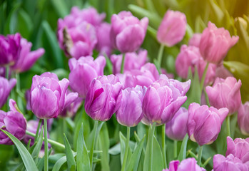 Purple tulips  in the park,Thailand