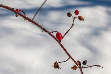red berries on a branch