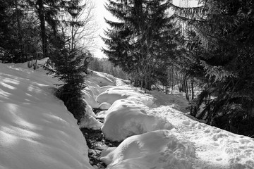 winter in the forest