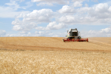 Obraz premium cosechando el campo de cultivo