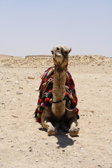 
Camel in the desert of Egypt
