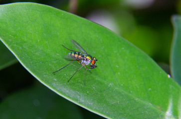 Close up insect eating  bait on the leaf    Macro  photography
