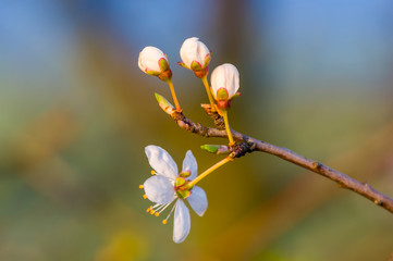 Fresh fruit blossom bud in the spring season