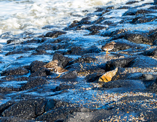 Close up of ruddy turnstone in winter dress (Arenaria interpres)