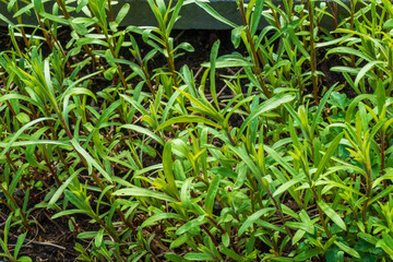 Close up of estragon (Artemisia dracunculus)