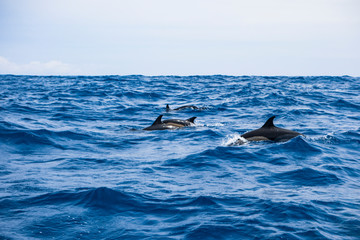 Ocean and dolphin, Pico island, Azores.