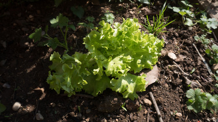 Insalata