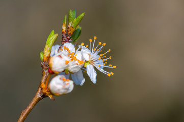 Fresh fruit blossom bud in the spring season