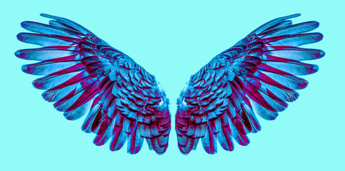 Angel wings an isolated on background