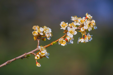 Fresh fruit blossom bud in the spring season