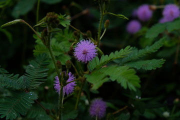 Mimosa pudica is a short shrub of a member of the leguminous tribe which is easily known for its leaves which can quickly close / wither automatically when touched.