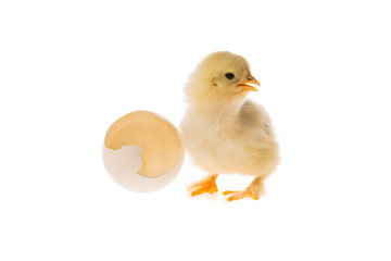 Young fluffy yellow Easter Baby Chicken with an eggshell standing Against White Background