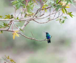 blue hummingbird  on tree branch