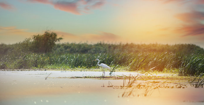 Beautiful white egret at the Danube Delta, Romania