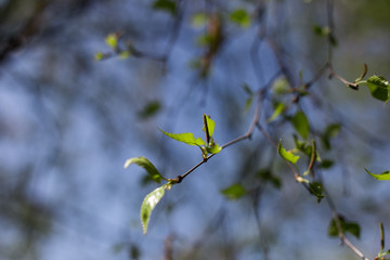 Macro shot of the leaves on the blurred blue-green background of the sky and trees