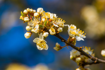 Fresh fruit blossom bud in the spring season