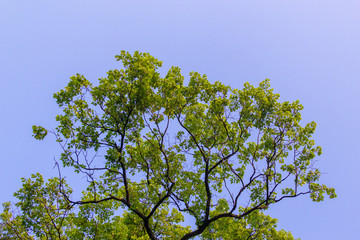 green tree branches against the blue sky