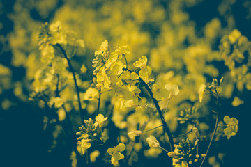 Close up of Canola Flowers