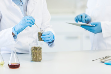 Fototapeta premium Hands working with marijuana seeds and laboratory spoon