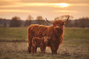 Vache et veau des Highlands. Coucher de soleil sur le pâturage