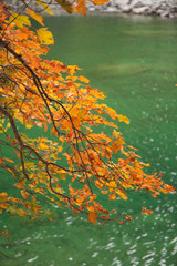Colorful yellow maple tree on the beautiful green Baduk lake in Dombay mountains