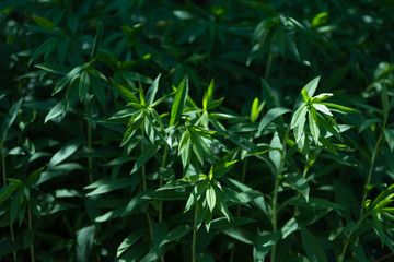Plants