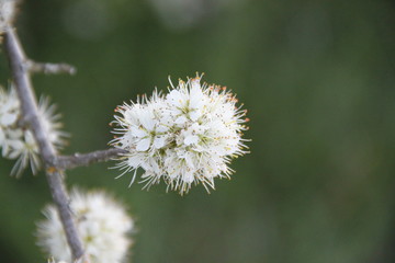 Mirabelle plum trees orchard white flowers