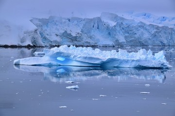 Albatross Bird Iceberg Shape , Paradise Bay , Antarctica 