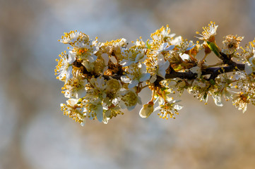 Fresh fruit blossom bud in the spring season