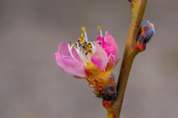 Fresh fruit blossom bud in the spring season