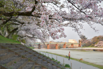 sakura
