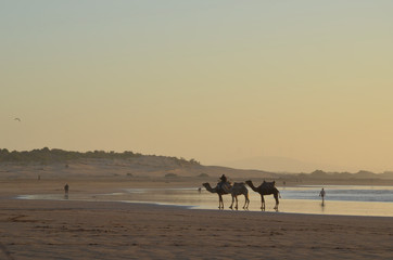 Ride a camel across Essaouira's beaches, dunes and forests during sunset time. Its one of the common activities at Morocco. © peacefoo