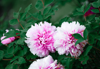 A close-up of the beautiful peonies