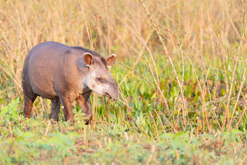 Tapir in the wild
