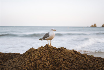 Seagull on the beach in Lagos, Portugal 