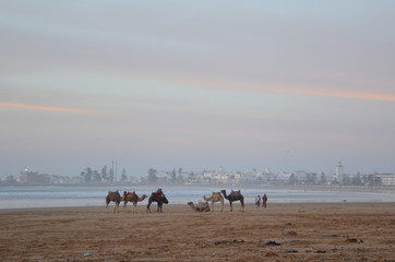 Fototapeta na wymiar Ride a camel across Essaouira's beaches, dunes and forests during sunset time. Its one of the common activities at Morocco.