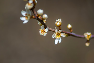 Fresh fruit blossom bud in the spring season