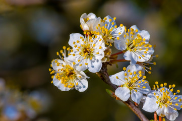 Fresh fruit blossom bud in the spring season