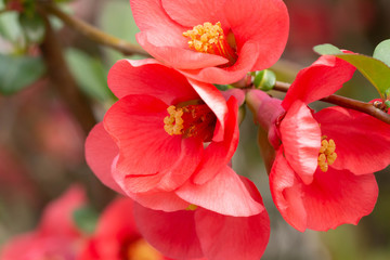 Beautiful pink and red henomeles flowers. Shrub without leaves blooms in early spring. Delicate petals and yellow stamens and pistils with nectar. Greeting card or bouquet. Symbol of awakening nature