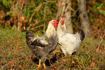 Chicken walks outdoors in the garden