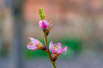 Fresh fruit blossom bud in the spring season